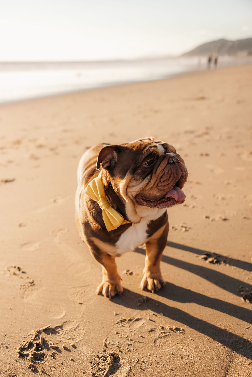 Cute English bulldog in a formal bow tie at a beach family session