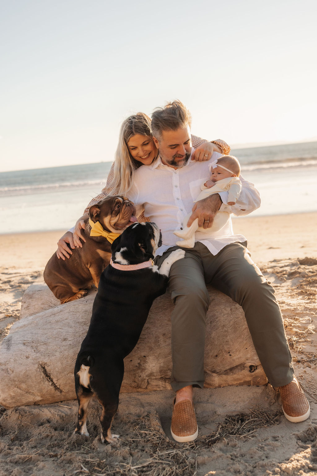 Full family lineup with newborn and two dressed up English bulldogs